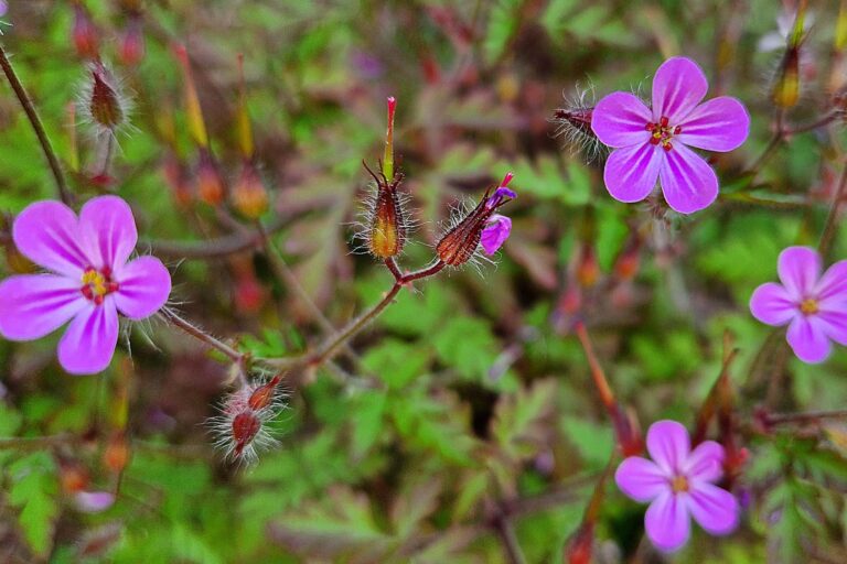 Stinkender Storchenschnabel (Geranium robertianum)