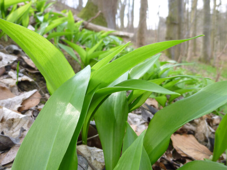 Bärlauch im Wald