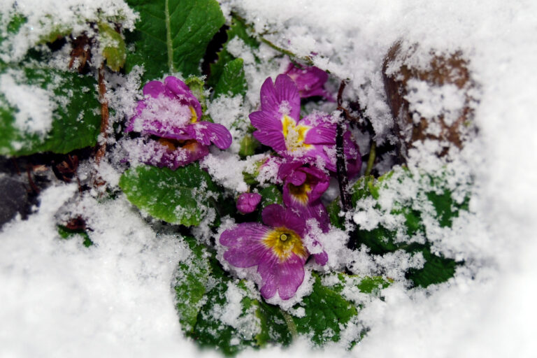 Detox im Frühling – Die Leberreinigung