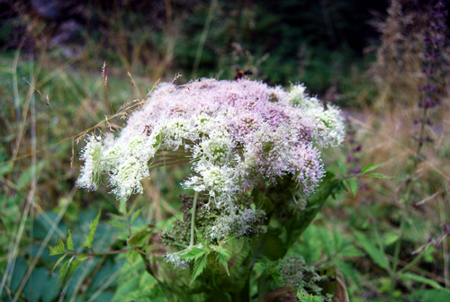 Angelica sylvestris – Der Engel aus dem Wald