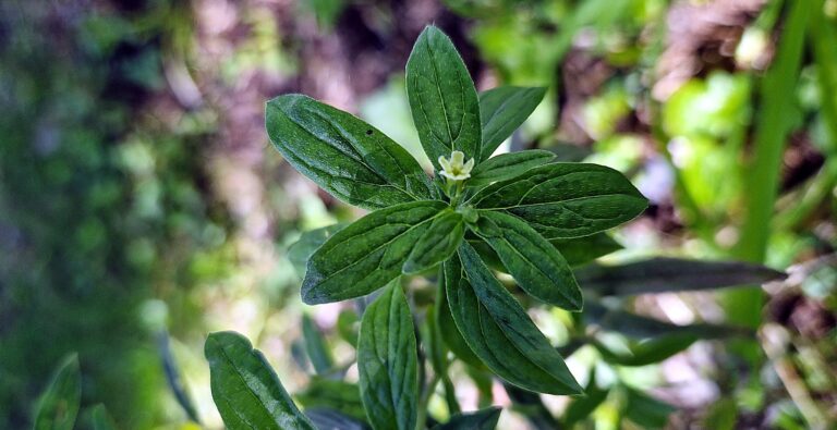 Echter Steinsame Lithospermum officinale